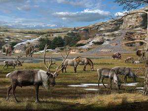 Pleistozän-Landschaft im Permafrost mit Mammut, Pferd, Rentier, Bison und Moschustier (undatierte Darstellung). 