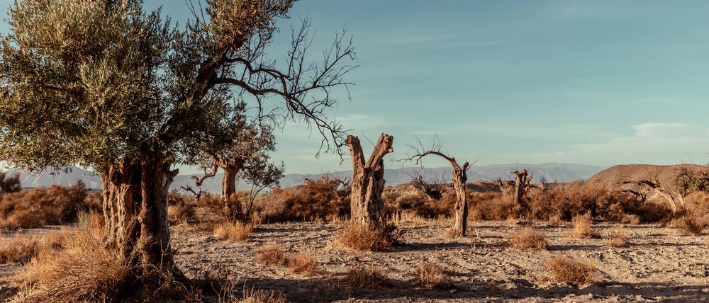 Abgestorbene Olivenbäume in der Tabernas Wüste in Andalusien, Spanien. Wegen der schlechten Ernte in Europa rechnet Olivenöl-Hersteller Bertolli mit steigenden Preisen für Verbraucher und Lücken im Supermarktregal. 