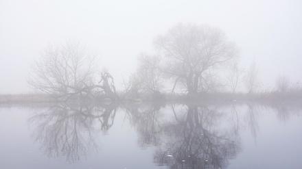 Kahle Bäume spiegeln sich bei dichtem Nebel im Wasser der Unteren Havel. Wechselhaftes und windiges Wetter erwartet die Menschen in Berlin und Brandenburg am Wochenende.