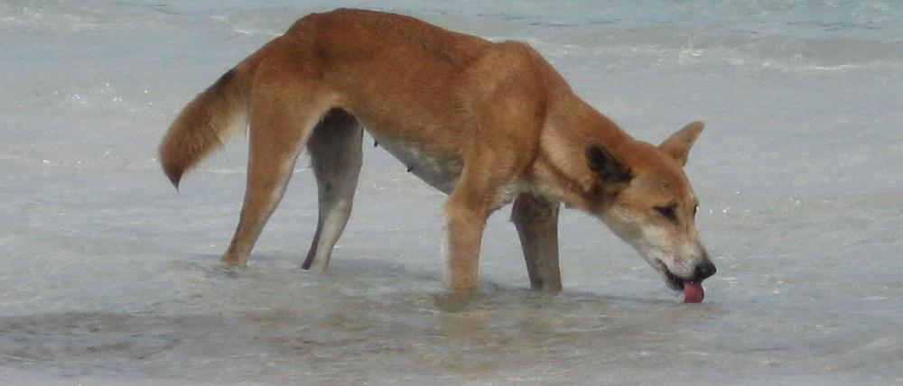 Dingo beim Trinken am Süßwassersee McKenzie auf Fraser Island in Queensland, Australien 