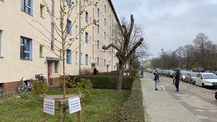 Von Anwohnenden selbst gepflanzte Bäume in Berlin-Prenzlauer Berg.
