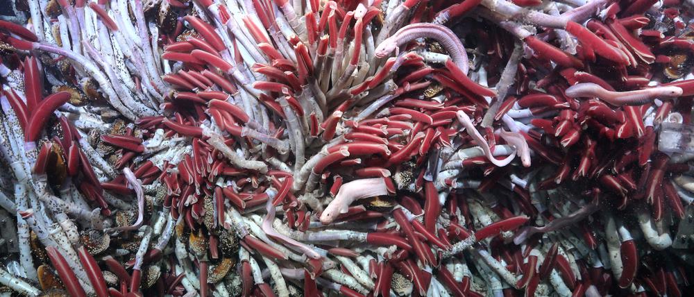 Ostpazifischer Rücken: Eine große Ansammlung von Röhrenwürmern in den Fava Flow Suburbs, einer Stelle am Ostpazifischen Rücken in 2500 Metern Tiefe. 