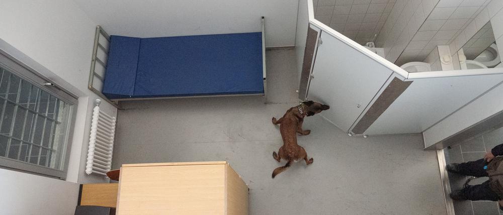 Einsatzhund „Keks“ sucht in einer Übungszelle nach Drogen. 