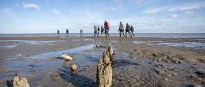 Im Wattenmeer vor der dänischen Insel Röm sind jede Menge Austern zu finden.