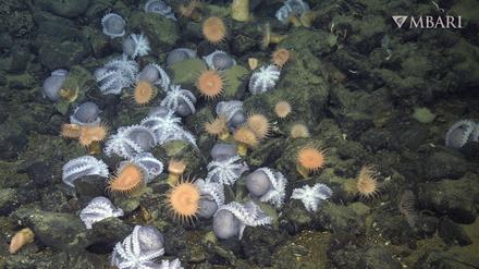 An warmen Quellen in 3200 Metern Tiefe treffen sich tausende von Oktopussen, um Nachwuchs zu bekommen.
