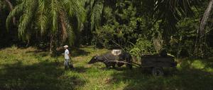 Ein Arbeiter bringt im Nordosten Kolumbiens Palmöl-Zweige mit einem Ochsenkarren zur Weiterverarbeitung.