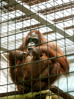 Das Orang-Utan Weibchen Manggali (übersetzt: schönes Mädchen) beobachtet am 01.09.2015 im Zoo in Duisburg (Nordrhein-Westfalen) die Umgebung. Am späten Montagnachmittag (31.08.2015) waren zwei Orang-Utan Männchen aus ihrem Gehege ausgebrochen. Ein Tier musste erschossen werden.