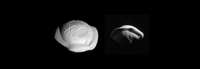 Vermutlich sammelt sich Staub aus den Saturnringen am Äquator des Mondes Pan an und gibt ihm das Aussehen einer "Ravioli".