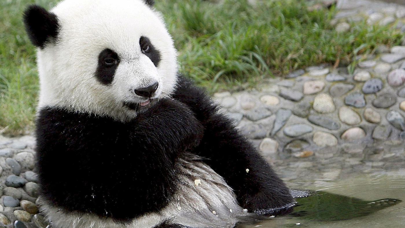 China Riesenpanda attackiert Zoobesucher im Tierpark Peking