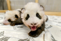 Berliner Pandas Haben Neue Namen Jeder Schluckauf Der Kleinen