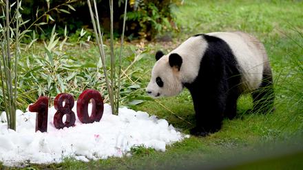 Berlin: Jiao Qing, ein 13-jähriges Pandabär-Männchen, im Zoo.