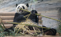 Panda-Bär im Berliner Zoo
