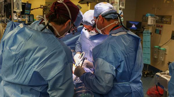 Ärzte arbeiten in einem OP-Raum bei der Transplantation einer Schweineniere im Massachusetts General Hospital. 
