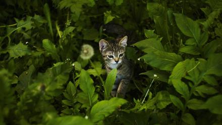 Gefährlicher Jagdgenuss: Wissenschaftler vermuten, dass Katzen sich über infizierte Mäuse mit dem Rustrelavirus anstecken können.