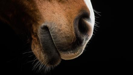 Ein Herpesvirus setzte zuletzt bei einem Turnier in Valencia einigen Pferden stark zu, so dass sie sich nicht mehr auf den Beinen halten konnten.