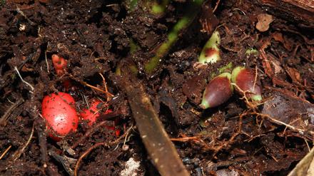 Die Basis einer unterirdisch blühenden Pinanga subterranea wurde von der obersten Schicht Erde befreit, um die reifen roten und unreifen grünen Früchte sichtbar zu machen.