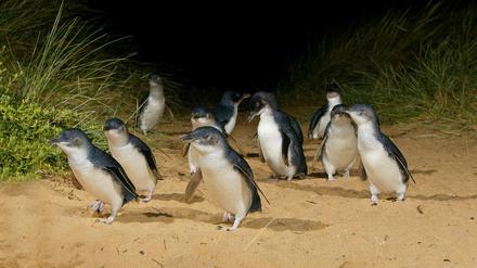 Die Zwergpinguine locken viele Touristen auf die australische „Pinguininsel“. Foto: Phillip Island Nature Park