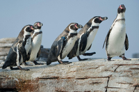Fotos anschauen und Pinguine anklicken - so helfen Bürger der Wissenschaft.