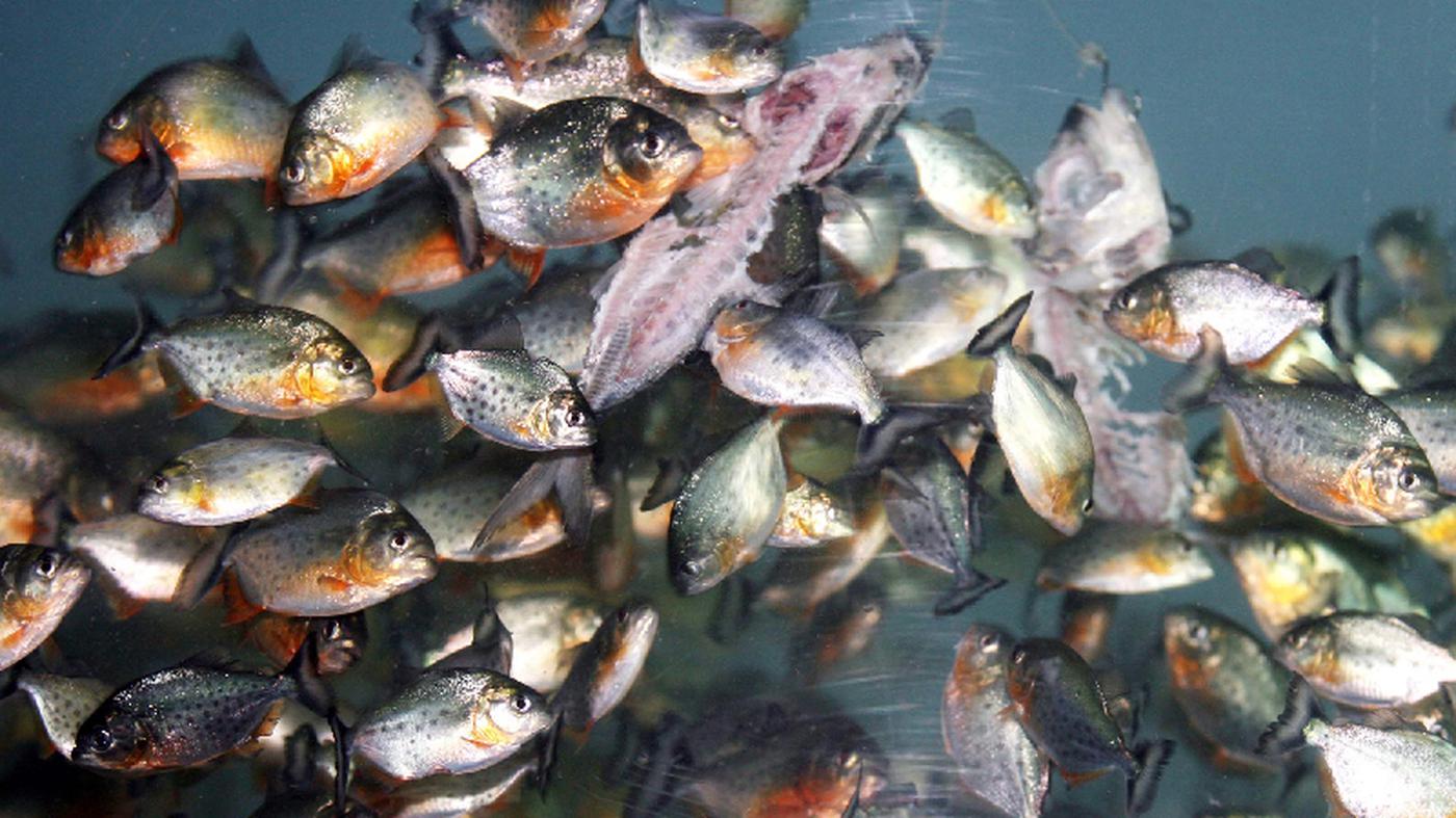 Forschung Piranhas eigentlich ganz lieb