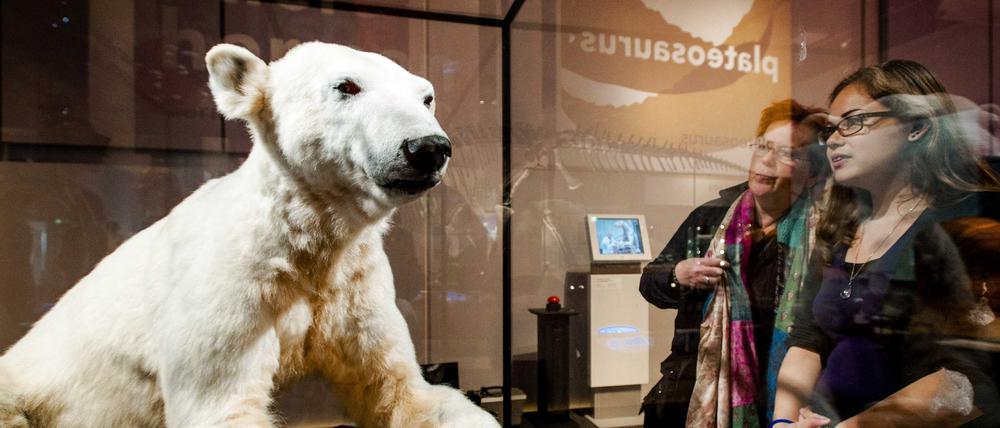 Letzter Auftritt. Der ausgestopfte Eisbär Knut, hier im Museum im niederländischen Leiden. 