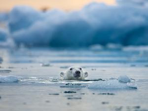 Ein Eisbär schwimmt in der nähe von Spitzbergen.