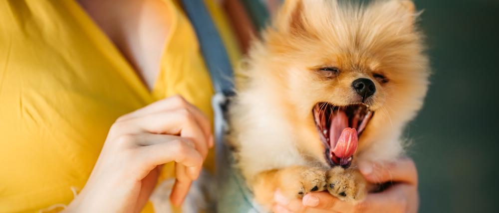 Auch ein Modehund: Der Zwergspitz, auch Pomeranian genannt, ist niedlich und passt in die Handtasche. 