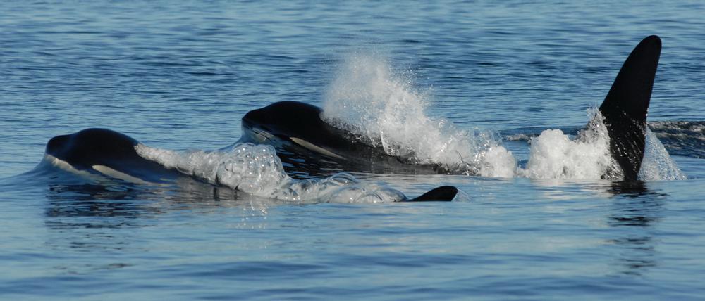Schwertwalbullen halten lebenslang Kontakt zu ihrer Mutter.