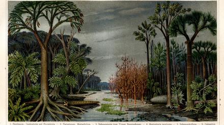 Die Flora des Karbons, wie sie 1895 Meyers Konversation Lexikon dargestellt wurde. 