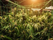 „Unter Tage“-Hanfplantagen: Forschen nach optimalen Anbaumethoden für Cannabis