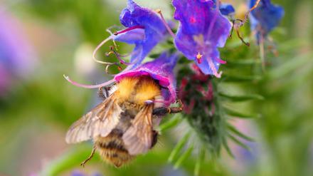 Beim Langen Tag der Stadtnatur werden viele Bienenführungen angeboten. 