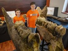 „Spektakulärer Fund“ bei München: Über zehn Millionen Jahre alte Skelette von Ur-Elefanten entdeckt 