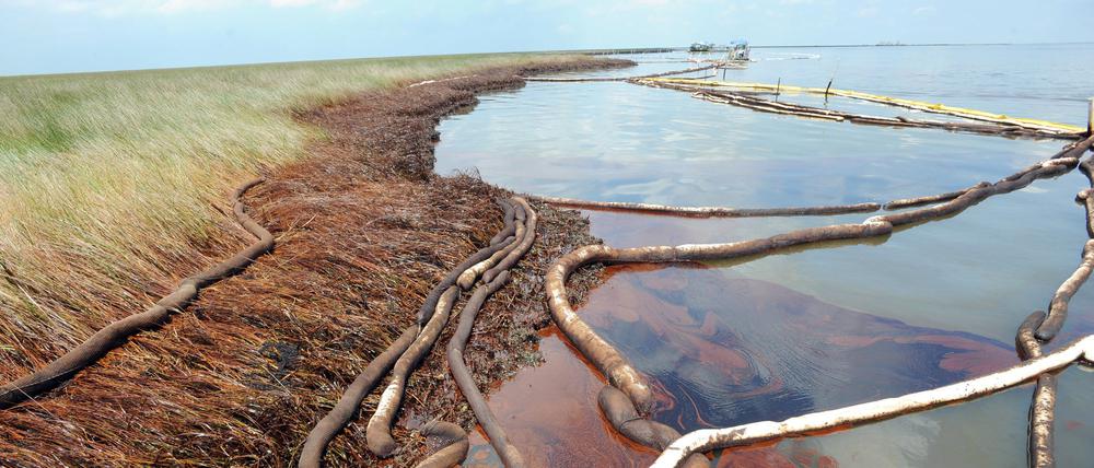 So zerstörerisch wie die BP Deepwater Horizon-Ölpest von 2010 wird der Ölteppich im Golf von Mexiko hoffentlich nicht. Es drohen trotzdem schwere Umweltschäden. Das Foto zeigt dickflüssiges Rohöl in einem Sumpfgebioet im US-Bundesstaat Louisiana im Jahr 2010. 