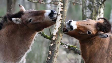 Unter natürlichen Bedingungen und nahezu unberührt vom Menschen leben die Przewalski-Pferde in der geschützten Kernzone der Döberitzer Heide.