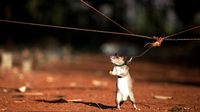 Riesenhamsterratte haben sich im Kampf gegen Landminen bewährt. Ihr Geruchssinn ist ähnlich gut wie der von Hunden, doch sind sie sind im Vergleich anspruchsloser und leichter zu trainieren. Anders als Hunde bauen sie keine feste Beziehung zu ihrem Betreuer auf. Dadurch können die Ratten in unterschiedlichen Schichten eingesetzt werden. Während des Trainings sind die Nager …