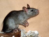 Ratten vermehren sich vor allem dort, wo sie viel zu fressen finden.