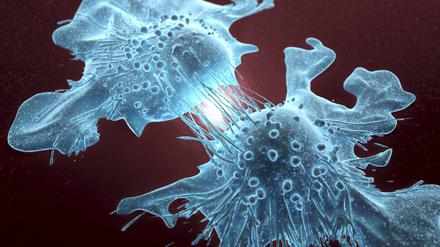 Illustration von sich teilenden Krebszellen. Krebszellen sind in der Lage, sich unkontrolliert zu teilen, und weisen im Vergleich zu gesunden Zellen oft unregelmäßige Formen und Größen auf (Illustration).
