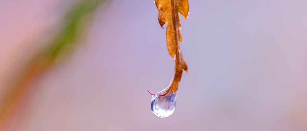 Ein Regentropfen hängt an einem Ahornblatt. (Symbolbild)