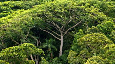 Regenwald Brasilien