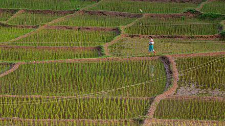 Reisfelder sind eine Quelle für Methanemissionen, die entstehen wenn organisches Material zersetzt wird.