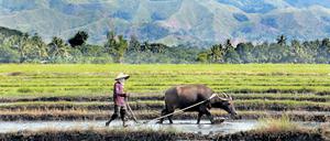 Reisfelder werden bestellt nahe der Ortschaft Columbia auf der philippinischen Insel Mindanao.