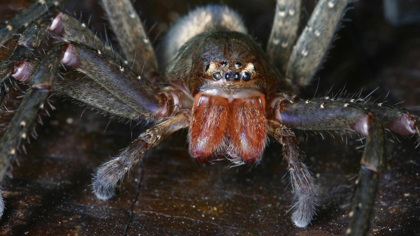 Alle aus Asien Forscher beschreiben 99 RiesenkrabbenspinnenArten