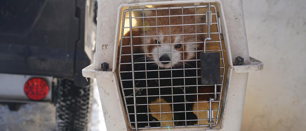 Panda Barney sitzt in einer Transportbox. Wie die Feuerwehr am Freitag mitteilte, nutzte das neunjährige Tier vermutlich den durch den Schneefall tief gebogenen Bambus und büxte aus seinem Gehege aus. 