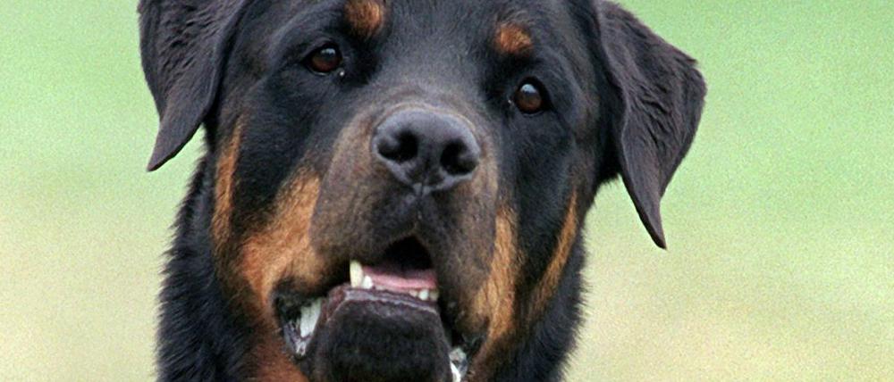 Ein Hund der Rasse Rottweiler als Symbolbild zu der schrecklichen Nachricht aus Italien.