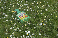 Gift im Gras. Auf einer Wiese mit Gänseblümchen liegt eine grüne Sprühflasche mit dem Unkrautmittel "Roundup". Es enthält Glyphosat.