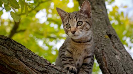 Die Wildkatzen in Neuseeland sind oft kaum von Hauskatzen zu unterscheiden.