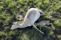 Verendet. Eine Saiga-Antilope und ihr Kalb liegen leblos am Boden. Der Tod kommt binnen weniger Stunden. In betroffenen Herden gibt es kein Tier, das überlebt.