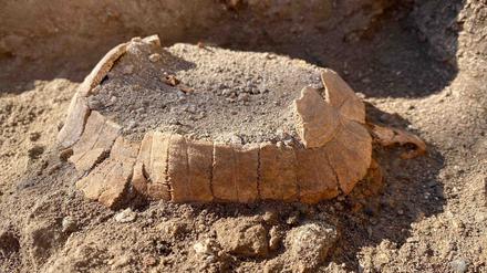 Rätselhafter Fund. Um zu klären, wie eine Schildkröte in Laden 6 der Stabianer Thermen gelangte, analysierte das Forschungsteam Erdschichten um die Überreste. 