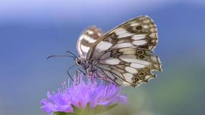 Die Schmetterlingsart Schachbrettfalter ist durch intensive Landwirtschaft bedroht, denn sie braucht nährstoffarme blütenreiche Wiesenbereiche, die bis Ende Juli nicht gemäht werden.