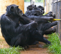 Gemeinsam sind wir stärker. Schimpansen ziehen an einem Kooperationsapparat.