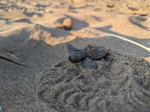 Eine frisch geschlüpfte Meeresschildkröte (Caretta Caretta) an einem Strand in Griechenland.